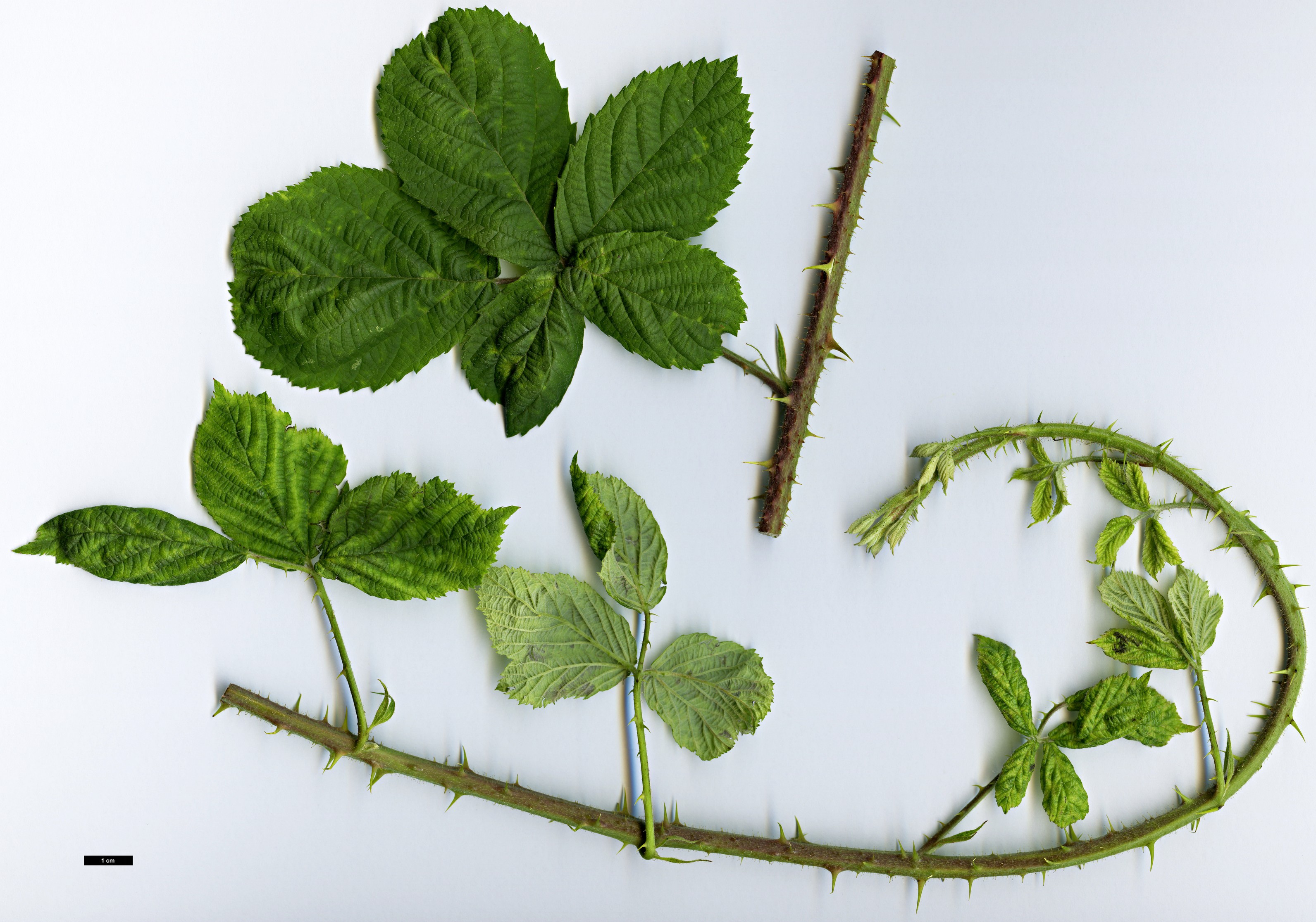 High resolution image: Family: Rosaceae - Genus: Rubus - Taxon: fruticosus agg.